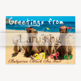 Пощенска картичка с камили - Българско Черноморие